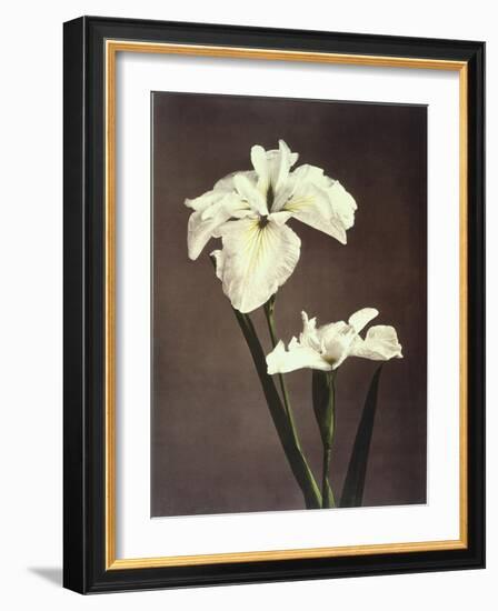 Iris Kaempferi, 19th Century-Ogawa Kazuma-Framed Giclee Print