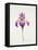 Iris laevitigata-Sally Crosthwaite-Framed Premier Image Canvas