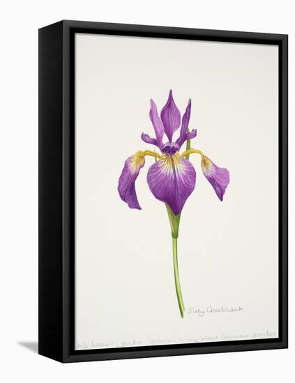 Iris laevitigata-Sally Crosthwaite-Framed Premier Image Canvas