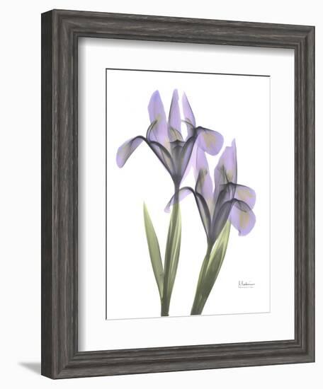 Iris Lavender-Albert Koetsier-Framed Photographic Print