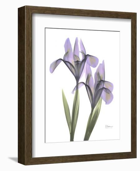 Iris Lavender-Albert Koetsier-Framed Photographic Print