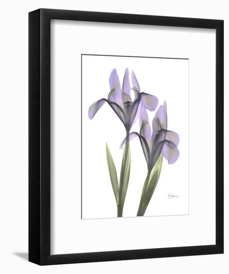 Iris Lavender-Albert Koetsier-Framed Photographic Print
