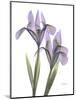 Iris Lavender-Albert Koetsier-Mounted Photographic Print