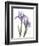 Iris Lavender-Albert Koetsier-Framed Photographic Print