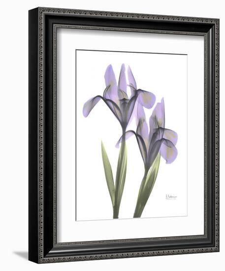 Iris Lavender-Albert Koetsier-Framed Photographic Print