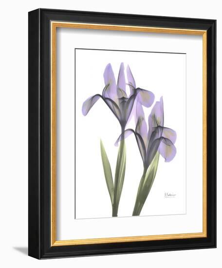 Iris Lavender-Albert Koetsier-Framed Photographic Print