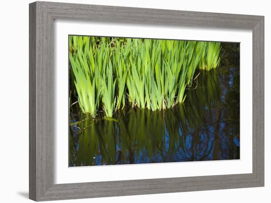 Iris Leaves in Shallow Pond Water-Anna Miller-Framed Photographic Print