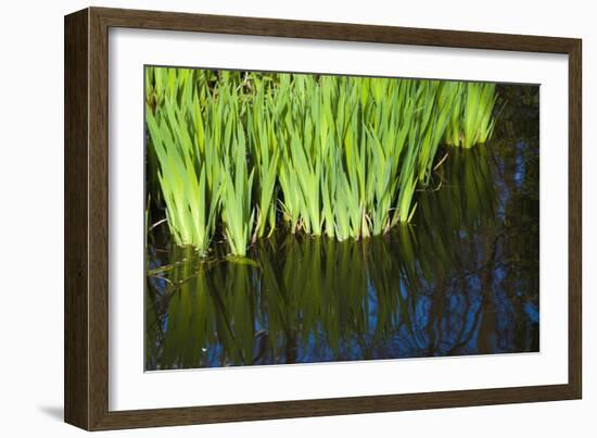 Iris Leaves in Shallow Pond Water-Anna Miller-Framed Photographic Print