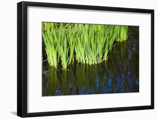 Iris Leaves in Shallow Pond Water-Anna Miller-Framed Photographic Print