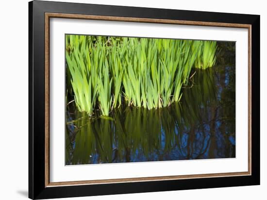 Iris Leaves in Shallow Pond Water-Anna Miller-Framed Photographic Print