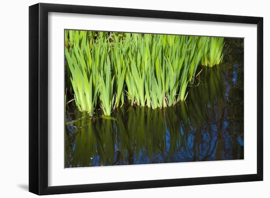 Iris Leaves in Shallow Pond Water-Anna Miller-Framed Photographic Print