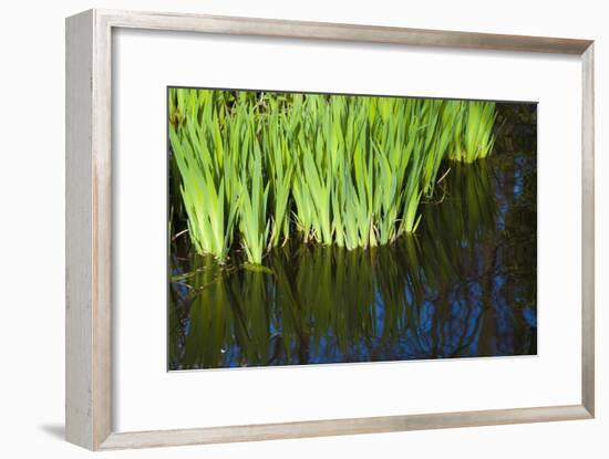 Iris Leaves in Shallow Pond Water-Anna Miller-Framed Photographic Print