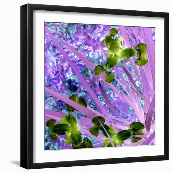 Iris Love-Herb Dickinson-Framed Photographic Print