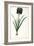 Iris Luxiana, from "Les Liliacees"-Pierre-Joseph Redouté-Framed Giclee Print