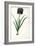 Iris Luxiana, from "Les Liliacees"-Pierre-Joseph Redouté-Framed Giclee Print