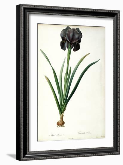 Iris Luxiana, from "Les Liliacees"-Pierre-Joseph Redouté-Framed Giclee Print