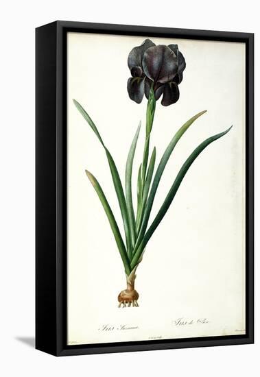 Iris Luxiana, from "Les Liliacees"-Pierre-Joseph Redouté-Framed Premier Image Canvas