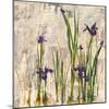 Iris Mist-Carney-Mounted Giclee Print