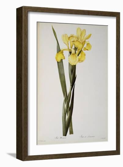 Iris Monnieri, from `Les Liliacees', 1808-Pierre-Joseph Redouté-Framed Giclee Print