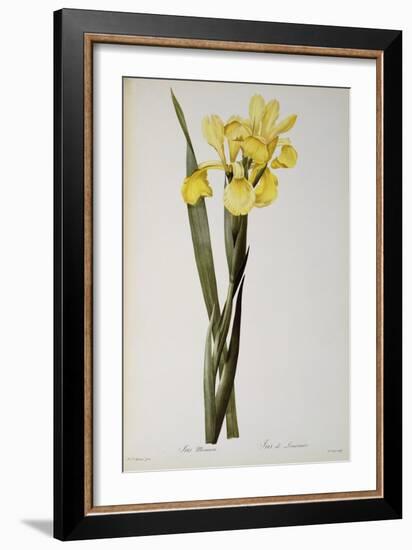 Iris Monnieri, from `Les Liliacees', 1808-Pierre-Joseph Redouté-Framed Giclee Print