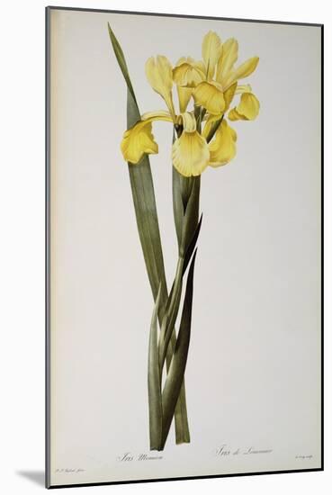 Iris Monnieri, from `Les Liliacees', 1808-Pierre-Joseph Redouté-Mounted Giclee Print