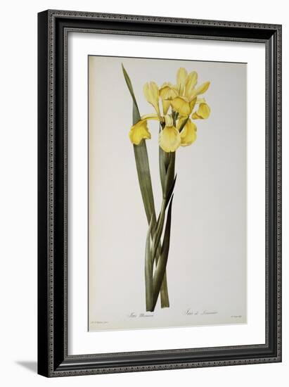 Iris Monnieri, from `Les Liliacees', 1808-Pierre-Joseph Redouté-Framed Giclee Print