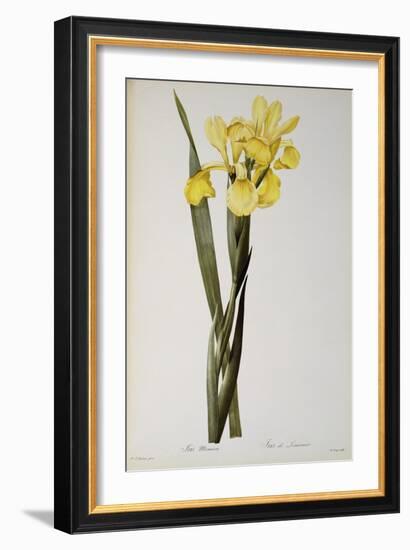 Iris Monnieri, from `Les Liliacees', 1808-Pierre-Joseph Redouté-Framed Giclee Print