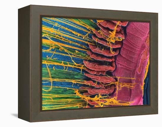 Iris of the Eye, SEM-Steve Gschmeissner-Framed Premier Image Canvas