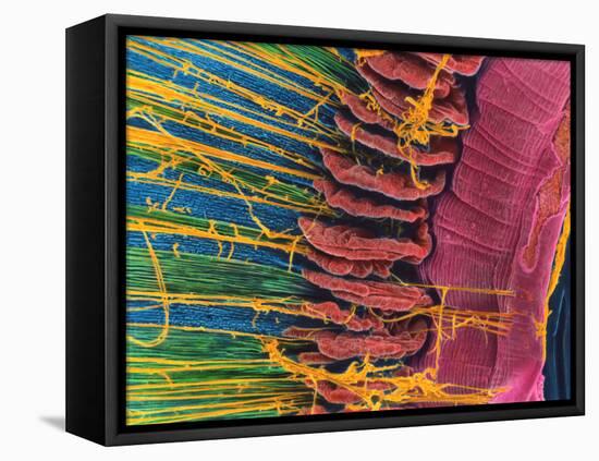 Iris of the Eye, SEM-Steve Gschmeissner-Framed Premier Image Canvas