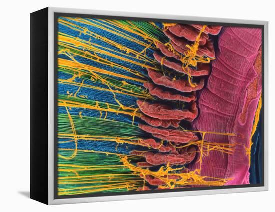 Iris of the Eye, SEM-Steve Gschmeissner-Framed Premier Image Canvas