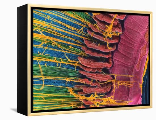 Iris of the Eye, SEM-Steve Gschmeissner-Framed Premier Image Canvas