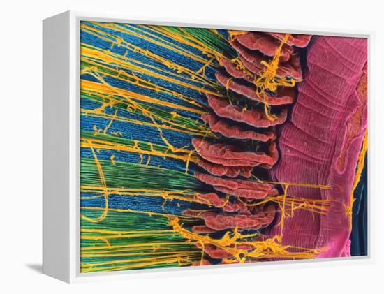 Iris of the Eye, SEM-Steve Gschmeissner-Framed Premier Image Canvas