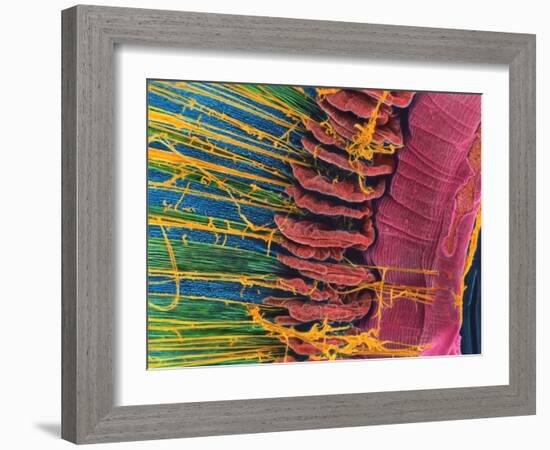 Iris of the Eye, SEM-Steve Gschmeissner-Framed Photographic Print