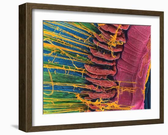 Iris of the Eye, SEM-Steve Gschmeissner-Framed Photographic Print