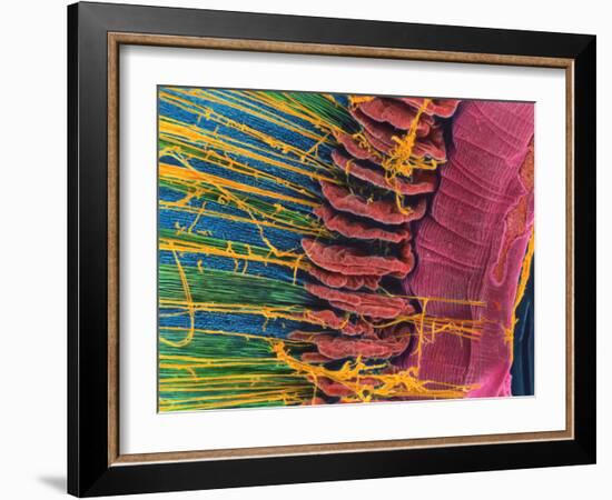 Iris of the Eye, SEM-Steve Gschmeissner-Framed Photographic Print