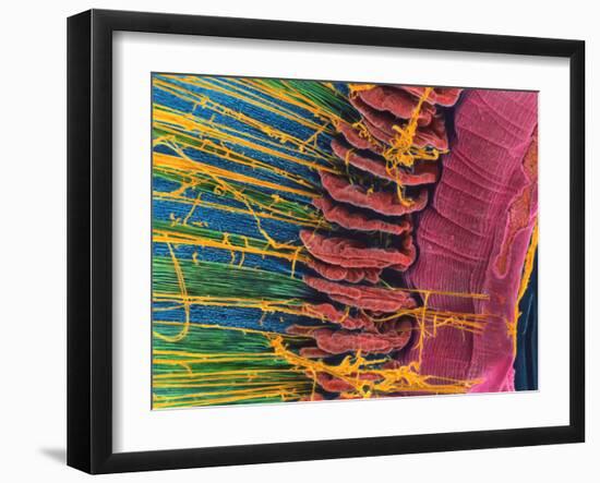 Iris of the Eye, SEM-Steve Gschmeissner-Framed Photographic Print