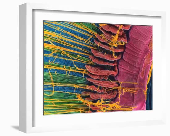 Iris of the Eye, SEM-Steve Gschmeissner-Framed Photographic Print