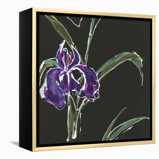 Iris on Black II-Chris Paschke-Framed Stretched Canvas