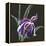 Iris on Black III-Chris Paschke-Framed Stretched Canvas