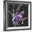 Iris on Black III-Chris Paschke-Framed Art Print