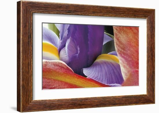 Iris Opening-Harold Davis-Framed Giclee Print