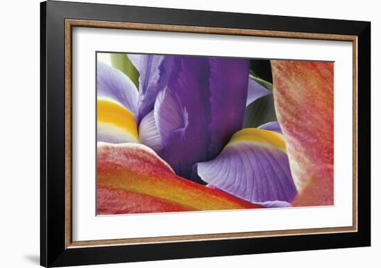 Iris Opening-Harold Davis-Framed Giclee Print