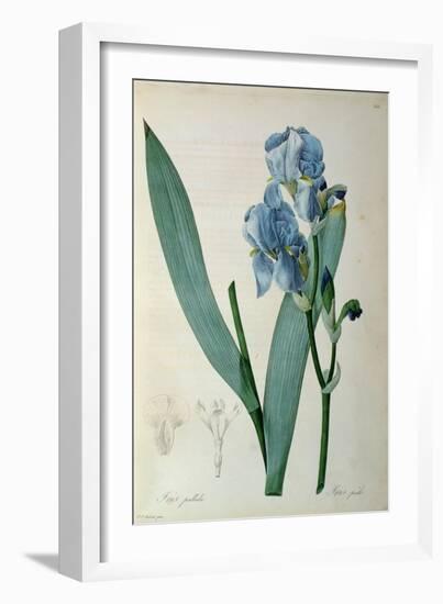 Iris Pallida, from `Les Liliacees', 1805-Pierre-Joseph Redouté-Framed Giclee Print