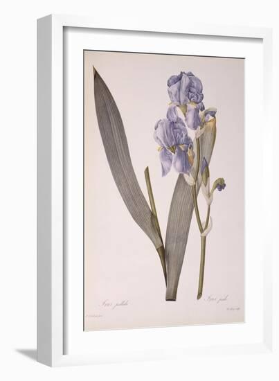 Iris Pallida, from Les Liliacees, 1812-Pierre-Joseph Redouté-Framed Giclee Print