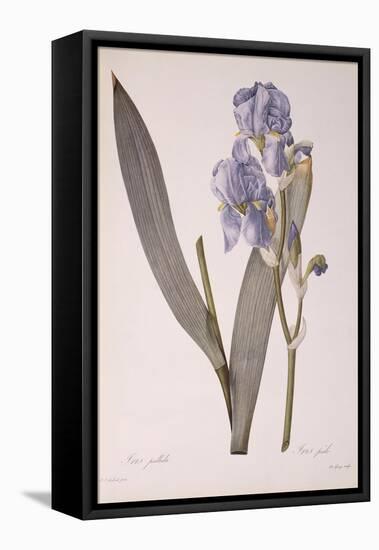 Iris Pallida, from Les Liliacees, 1812-Pierre-Joseph Redouté-Framed Premier Image Canvas