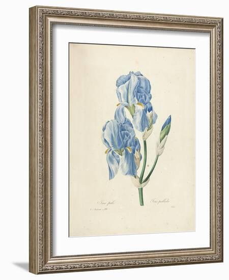 Iris Pallida-Pierre-Joseph Redouté-Framed Giclee Print