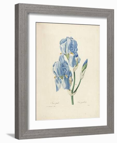 Iris Pallida-Pierre-Joseph Redouté-Framed Giclee Print