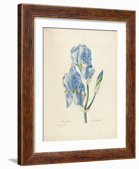 Iris Pallida-Pierre-Joseph Redouté-Framed Giclee Print