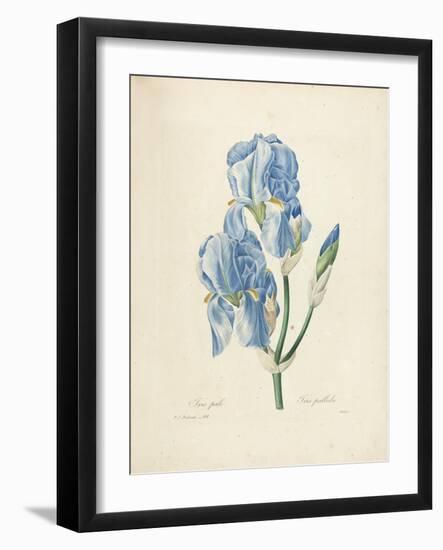 Iris Pallida-Pierre-Joseph Redouté-Framed Giclee Print