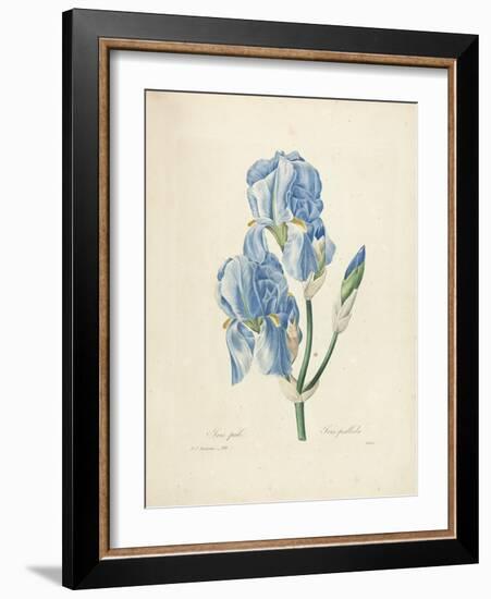 Iris Pallida-Pierre-Joseph Redouté-Framed Giclee Print